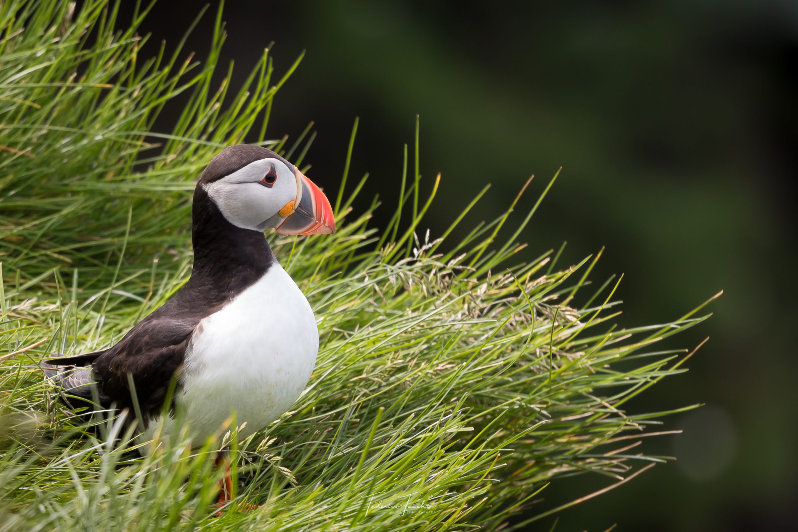 Puffins in Iceland: How, When and Where to See Them